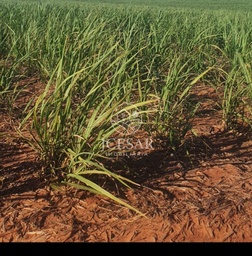 Fazenda/Sítios/Chácaras no bairro Centro, em Cardoso | Eu Corretor
