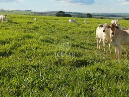 Fazenda/Sítios/Chácaras no bairro Centro, em Santo Anastácio | Eu Corretor