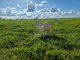 Fazenda/Sítios/Chácaras no bairro Centro, em Santo Anastácio | Eu Corretor